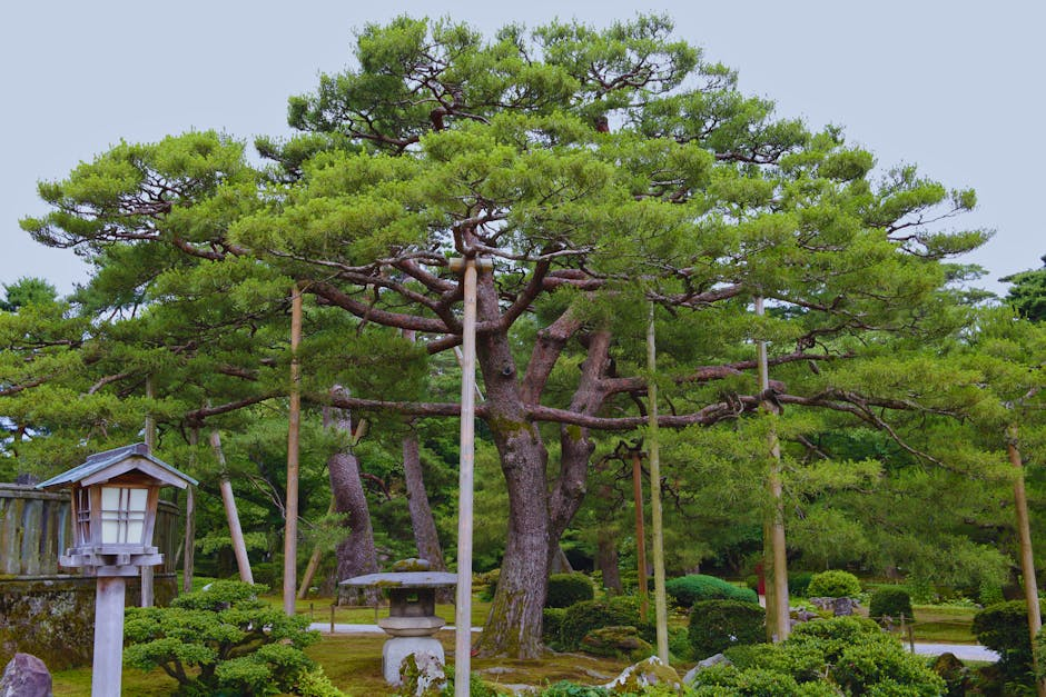 金澤一個人晃｜兼六園差點迷路、東茶屋街的神祕抹茶店、還有市場那碗讓我想哭的海鮮丼